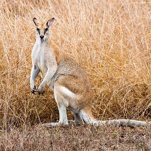 Agile Wallaby