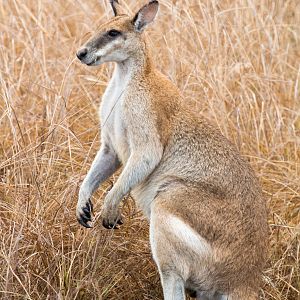 Agile Wallaby