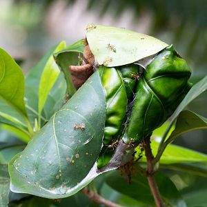 Green Ant nest