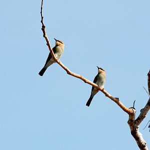 Rainbow Bee-eater immature
