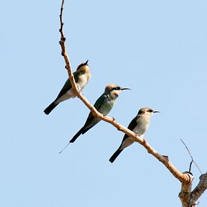 Rainbow Bee-eaters - adult in the middle