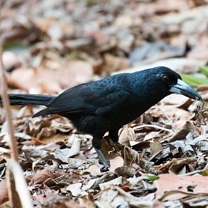 Black Butcherbird with breakfast
