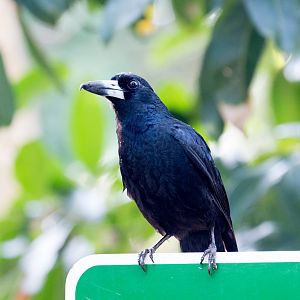 Black Butcherbird