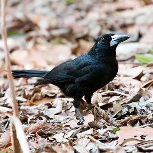 Black Butcherbird