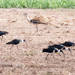 Australian Bustard and Straw-necked Ibis