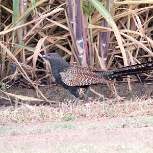Pheasant Coucal