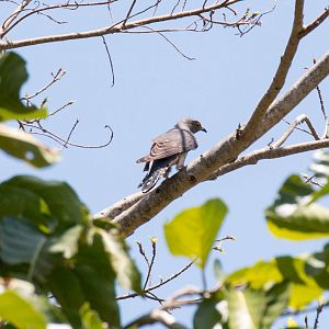 Oriental Cuckoo