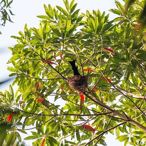 Spangled Drongo on a nest