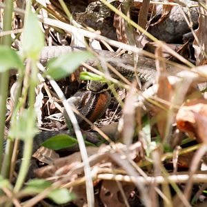 Green Tree Snake feeding on skink
