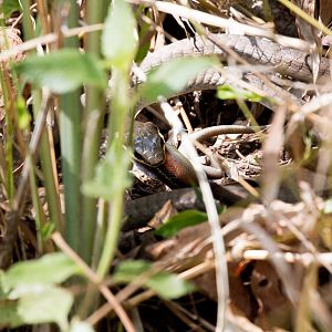 Green Tree Snake feeding on skink
