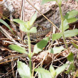 Green Tree Snake feeding on skink
