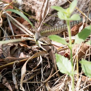 Green Tree Snake feeding on skink