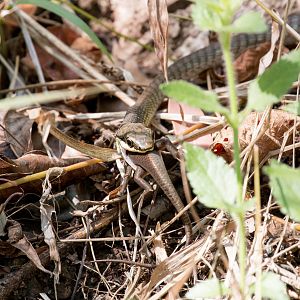 Green Tree Snake feeding on skink