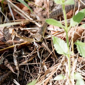 Green Tree Snake feeding on skink