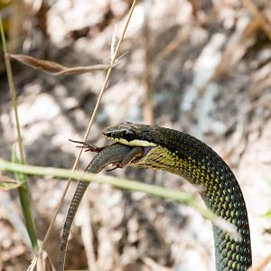 Green Tree Snake feeding on skink