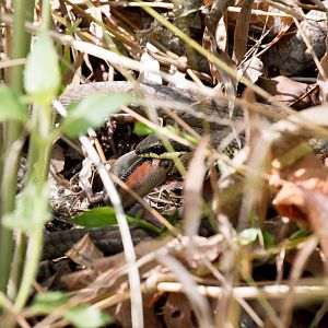 Green Tree Snake feeding on skink