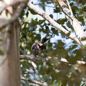 Helmeted Friarbird