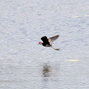 Comb-crested Jacana