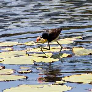 Comb-crested Jacana