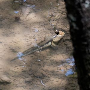 Mudskipper