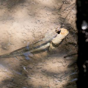 Mudskipper