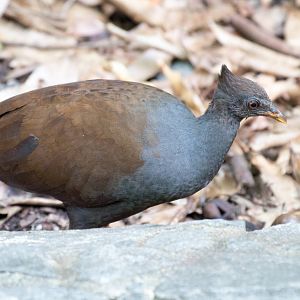 Orange-footed Scrubfowl