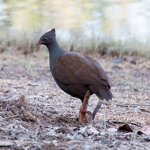 Orange-footed Scrubfowl