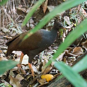 Orange-footed Scrubfowl
