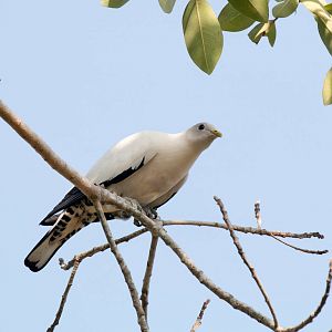 Pied Imperial Pigeon