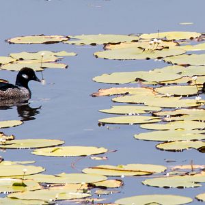 Green Pygmy Geese