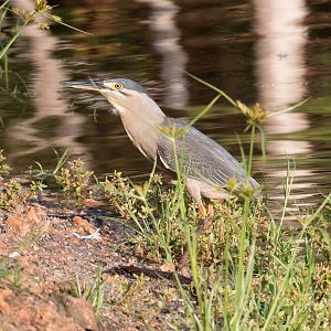 Striated Heron