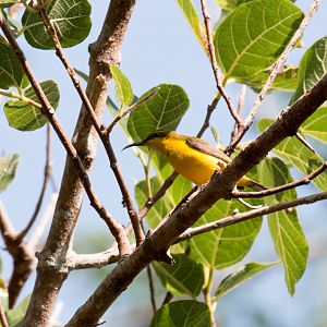 Olive-backed Sunbird female
