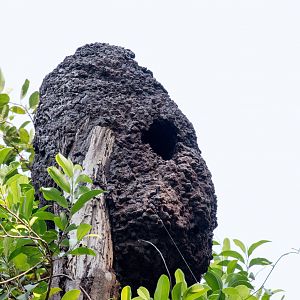 Kingfisher nest in termite mound