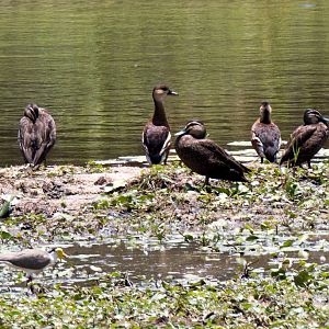 Pacific Black Ducks and Wandering Whistle Duck