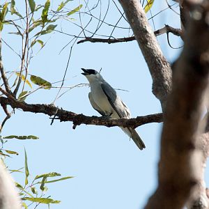 White-bellied Cuckoo Shrike