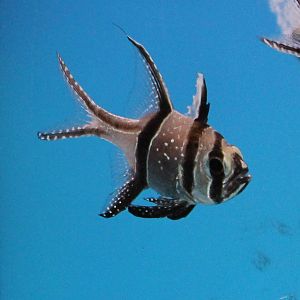 Banggai cardinalfish