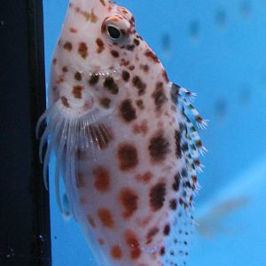 Coral hawkfish