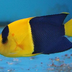 Bicolored angelfish