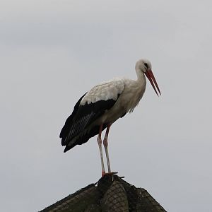 European white stork