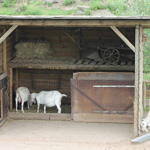 Goat stable