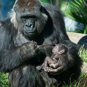 New baby gorilla