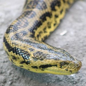 Yellow anaconda
