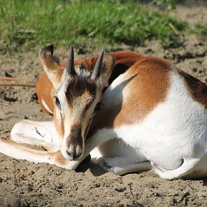 Addra gazelle
