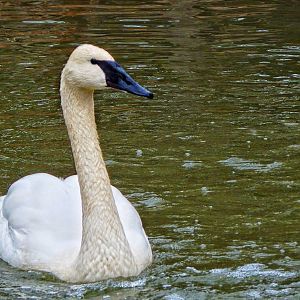 Dec. 2014 - North America - Trumpeter Swan