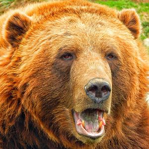 Dec. 2014 - Polar Frontier - Alaskan Brown Bear