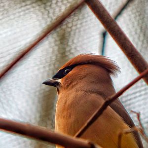 Dec. 2014 - North America - Cedar Waxing