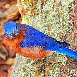 Dec. 2014 - North America - Eastern Bluebird