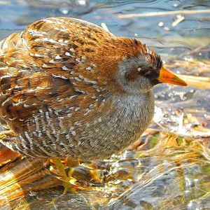 Dec. 2014 - North America - Sora or Yellow Rail?