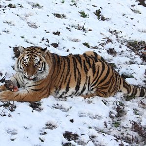 Sayan with a self caught pheasant 27-12-14