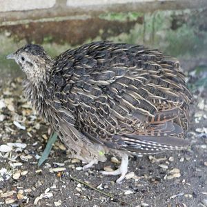 Chilean tinamou